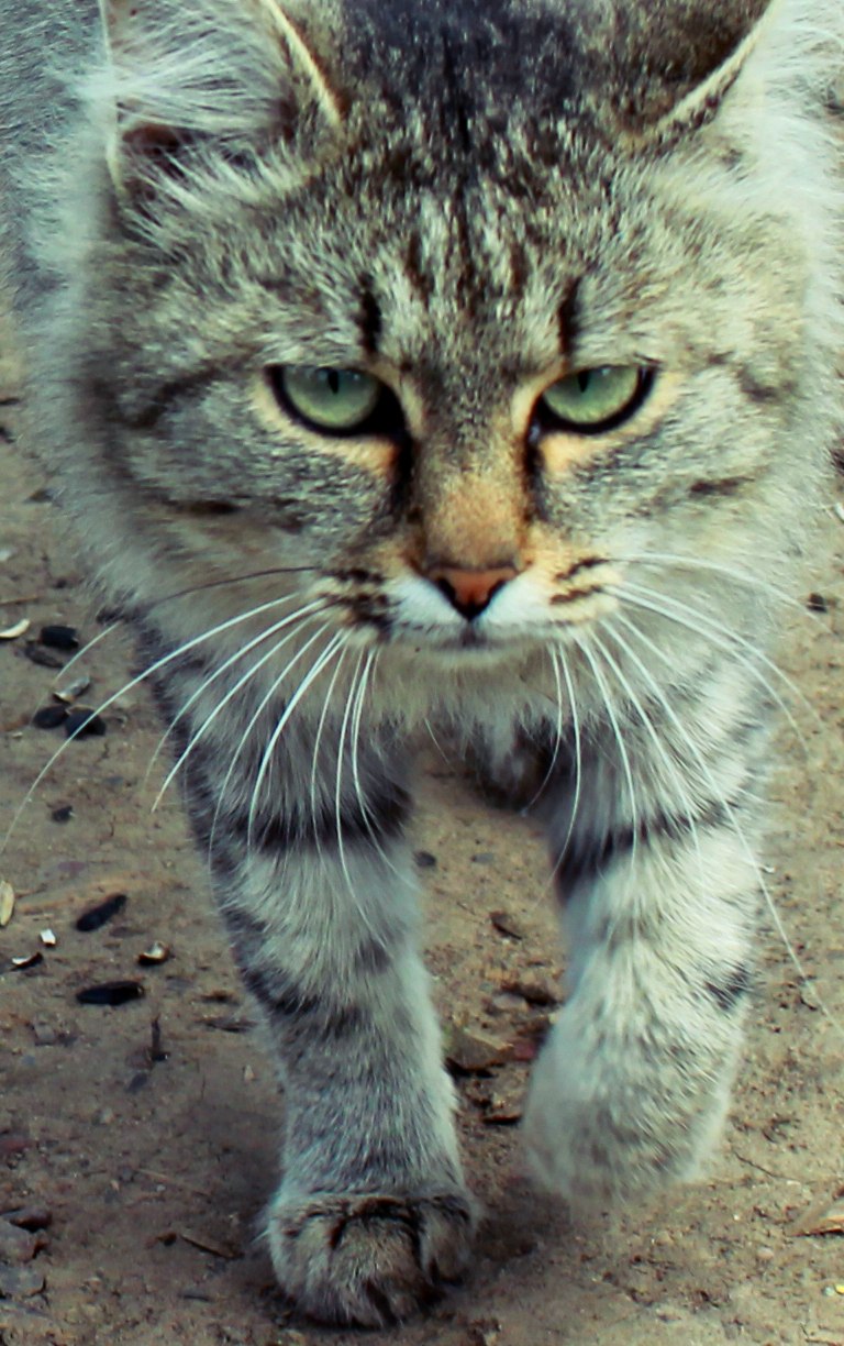 Евгений Коротаев Dkflbvbhjdbx | Минусинск