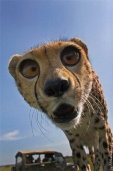 №161, Александр Алмакаев, Новокуйбышевск №161, Александр Алмакаев, Новокуйбышевск