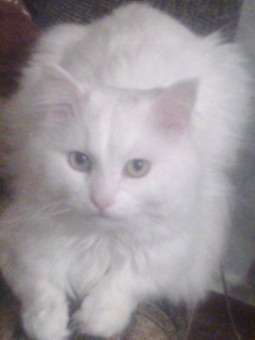 Анастасия Коптева | Москва