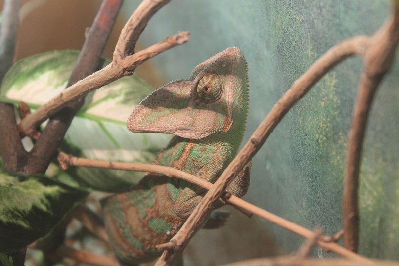 Михаил Южанин | 