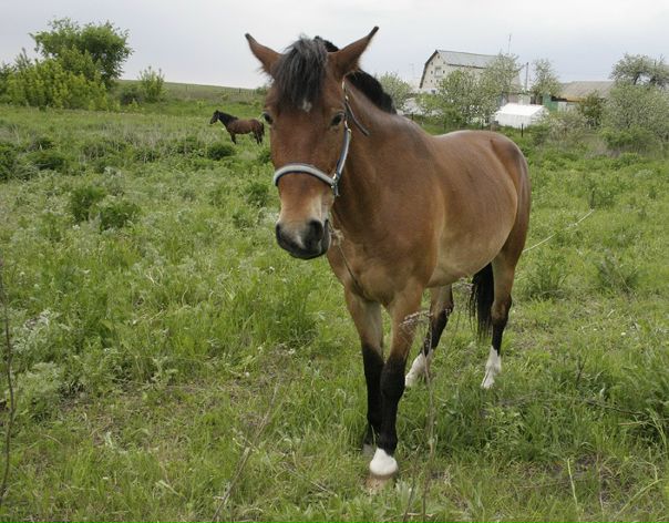 №48, Надежда Стахурская, 49 лет, Старый Оскол №48, Надежда Стахурская, 49 лет, Старый Оскол