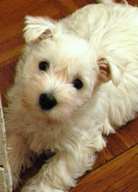 Руслан Романов | Важины