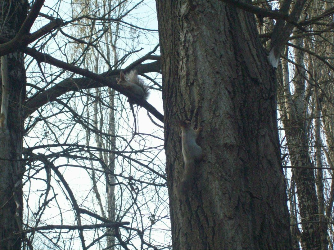 Леша Нейман | Термез