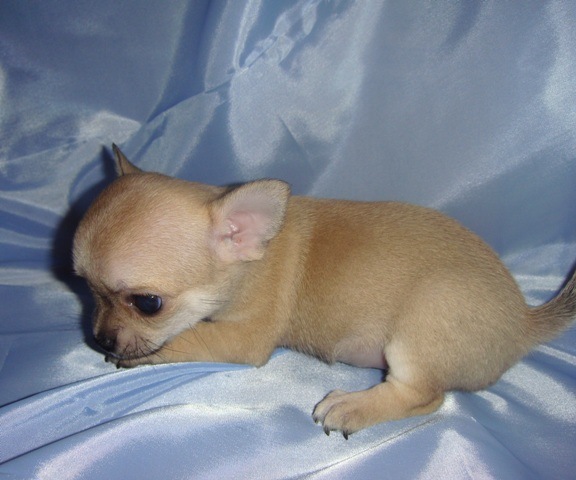 №138, Елена, 37 лет, Санкт-Петербург №138, Елена, 37 лет, Санкт-Петербург