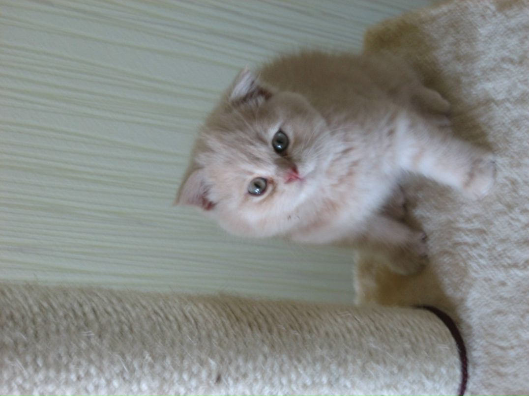 Анна Усик | Киев