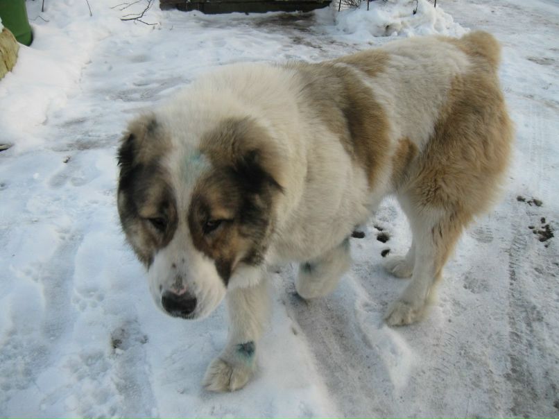Сергей Соколов 