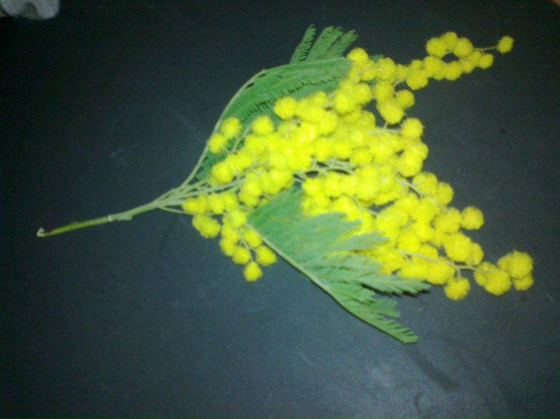 Вікторія Гнатина | Zamość