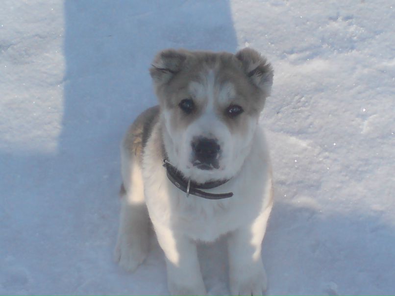 Сергей Свинарёв Николаевич | Кострома