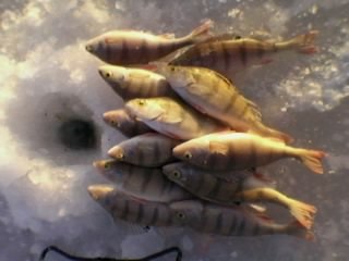 Любчик Миндик | Львов