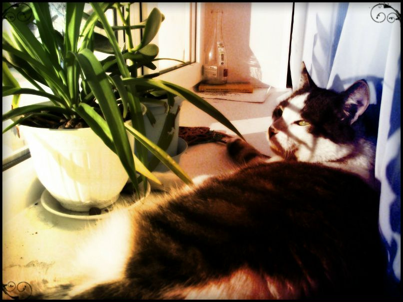 Мария Кострюкова | Тихвин