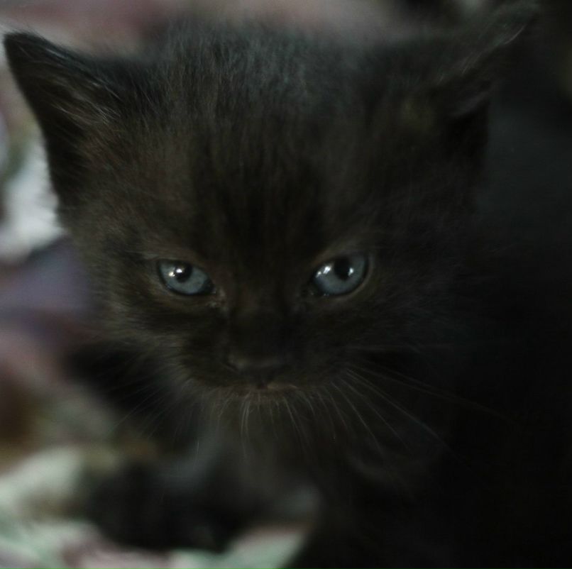 Анна Школяр | Киев