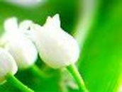 Лариса Фомина | Николаев