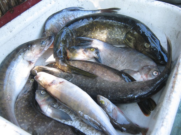 №73, Виктор Седов, Санкт-Петербург №73, Виктор Седов, Санкт-Петербург