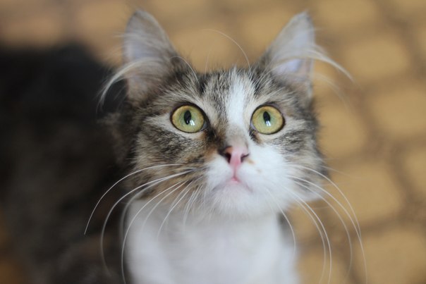 Анастасия Несвижская | Москва