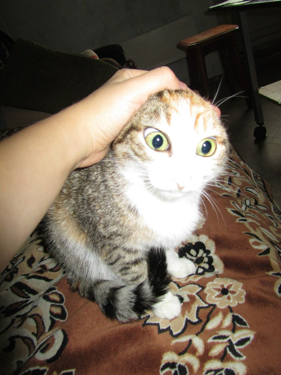 Василиса Белькова | Саратов