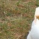 №55, Анжела Жужа, Евпатория №55, Анжела Жужа, Евпатория