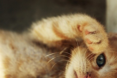 Салатова Чукулядка | Галич