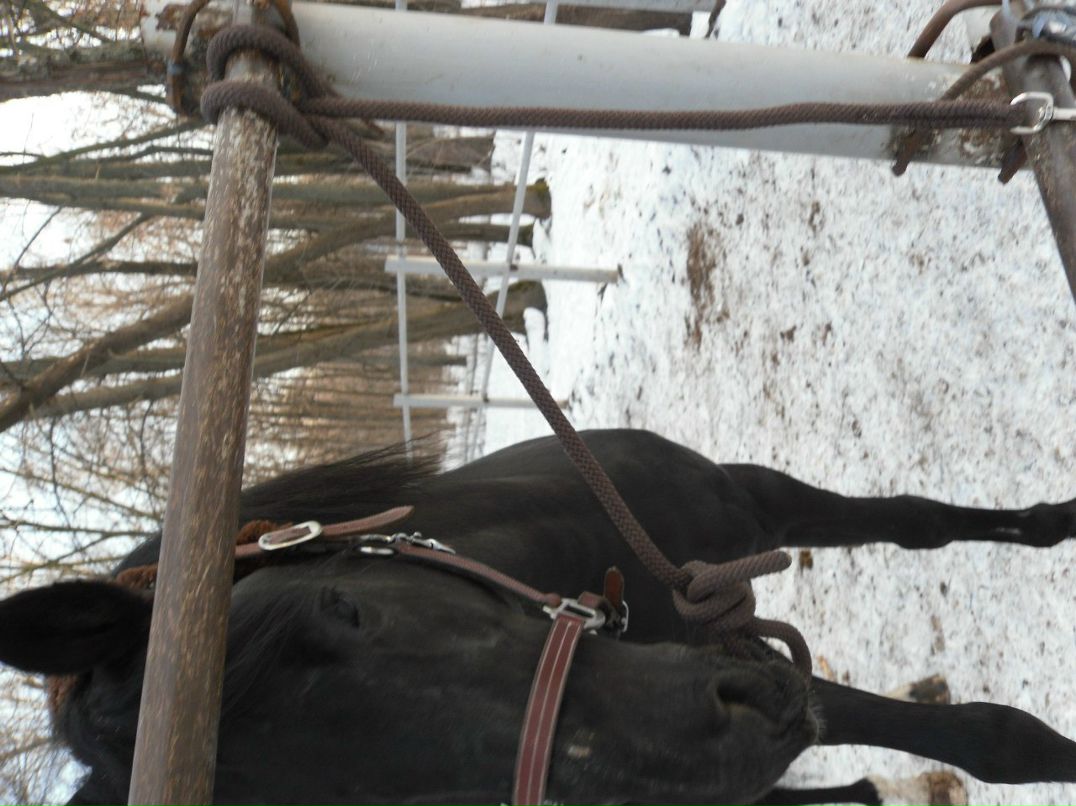 Елизавета Пасичник | Киев