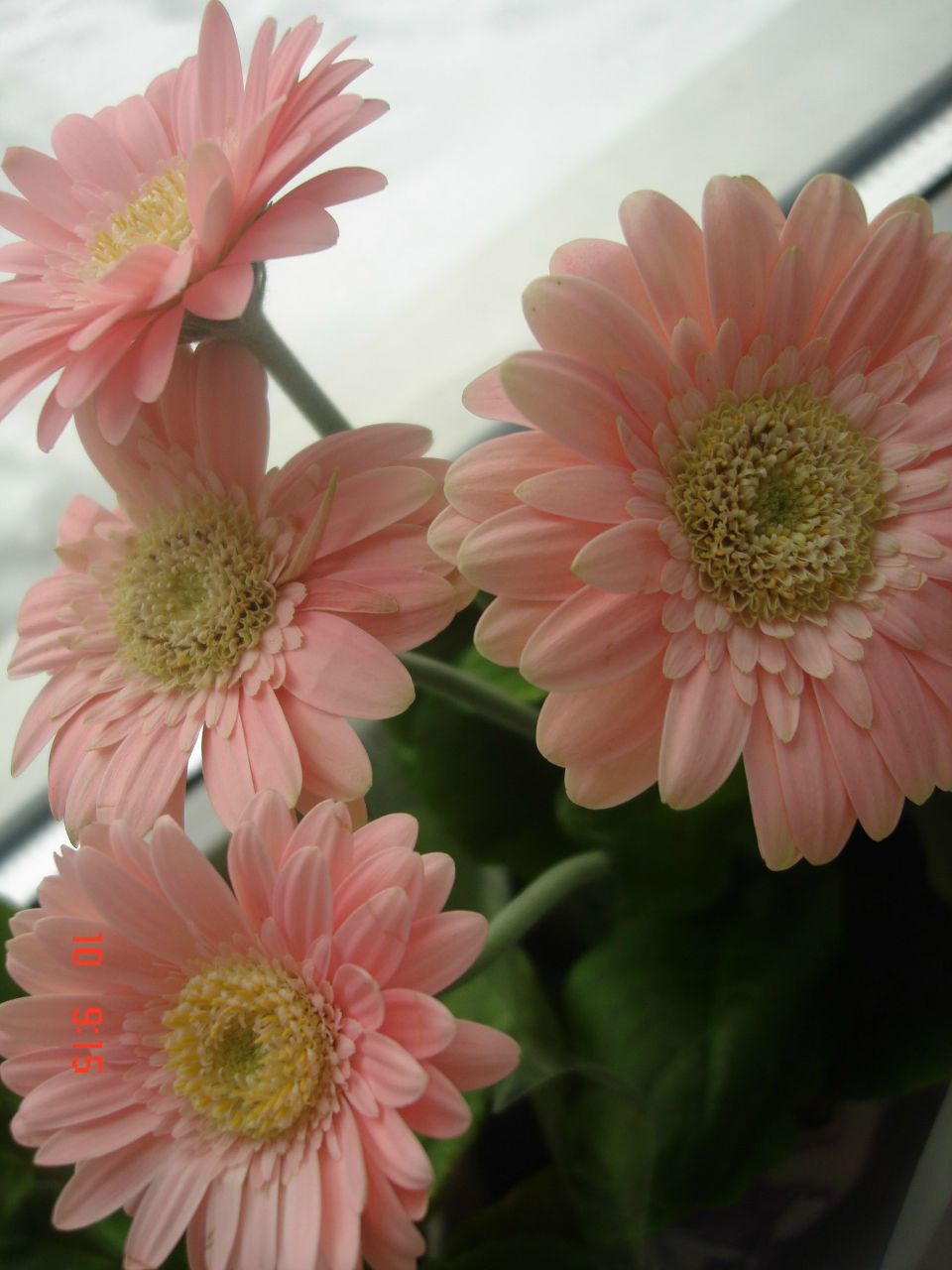 Наталия Желябина | Великий Новгород