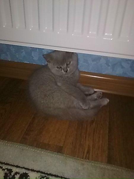 №18, Оля Голоха, Курск №18, Оля Голоха, Курск