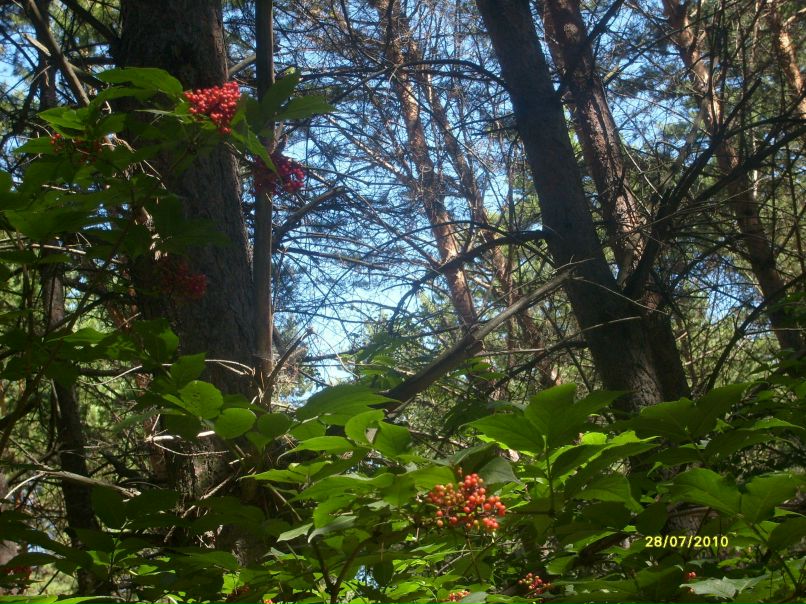 Елена Назаренко | Новосибирск