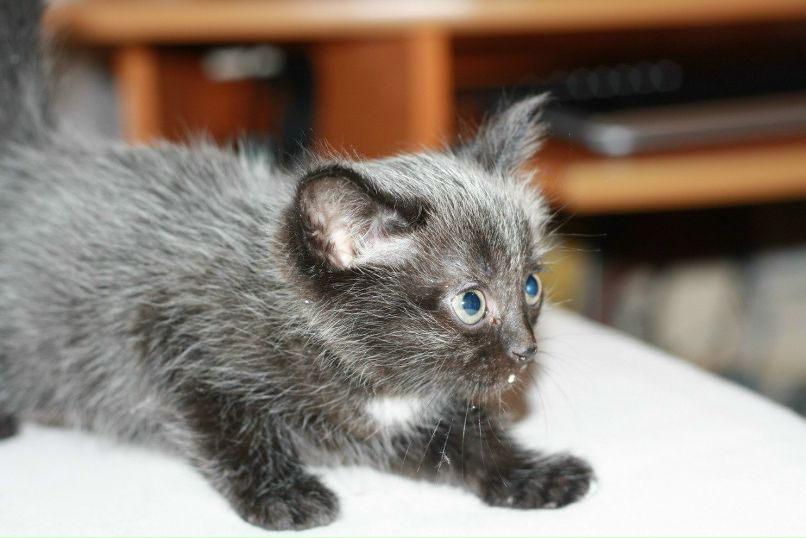 Елена Карташова | 