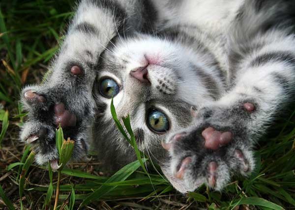 Светлана Чехонина | Петрозаводск