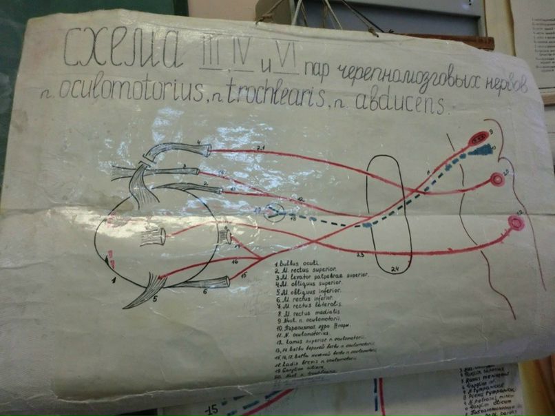 №42, Лора Маградзе, 35 лет, Санкт-Петербург №42, Лора Маградзе, 35 лет, Санкт-Петербург