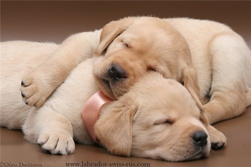 №37, Олександра П'ятіна №37, Олександра П'ятіна