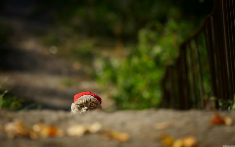 Павел Кукурека ЭЛЬФ | Краснодар