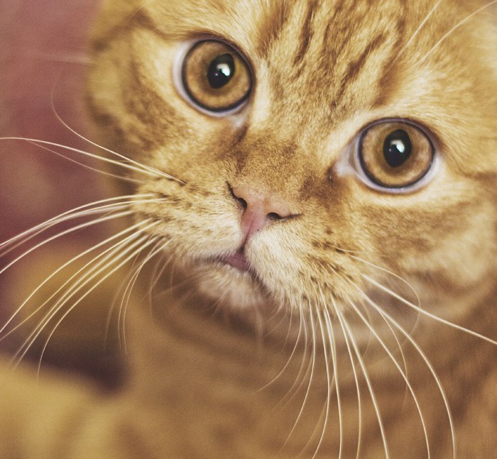 Ирина Новгородова | Челябинск