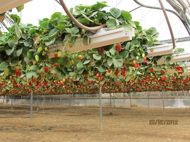 Ирина Зарицкая | Миргород