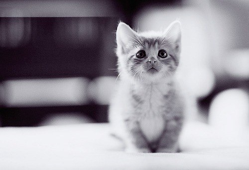 Aydan Abbasova | Санкт-Петербург