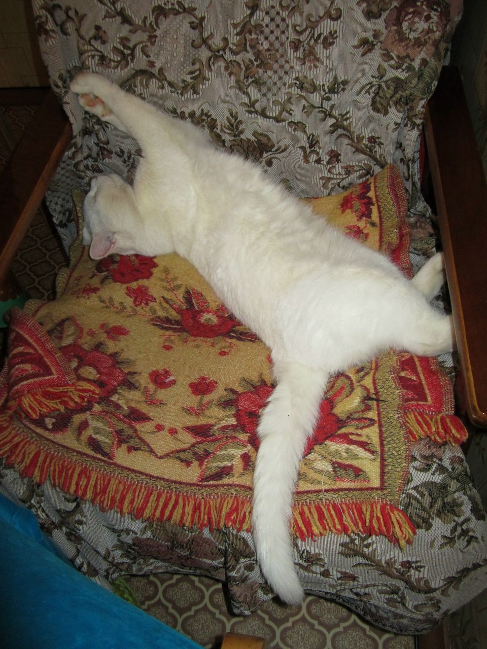 Елена Глуховская | Брянск