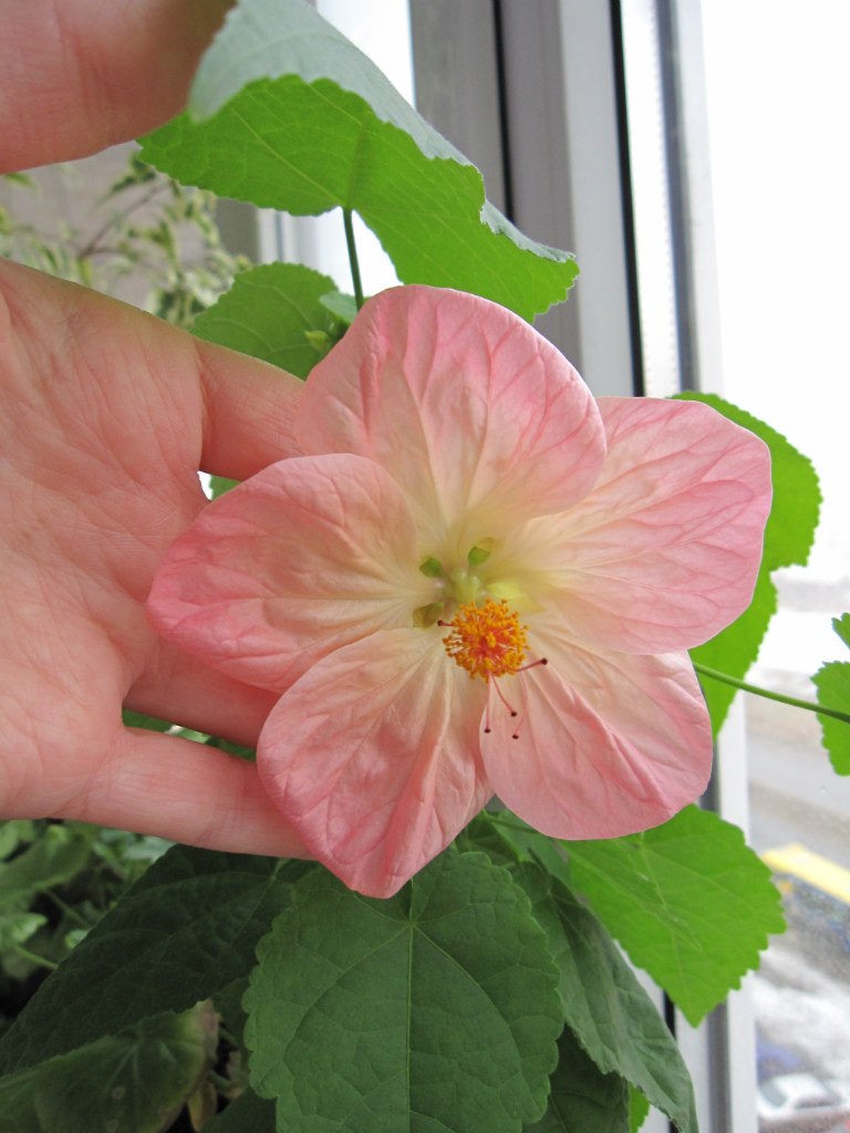 Светлана Серб | Санкт-Петербург