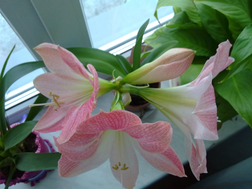 Марина Шкляр -bell~ka- | Псков