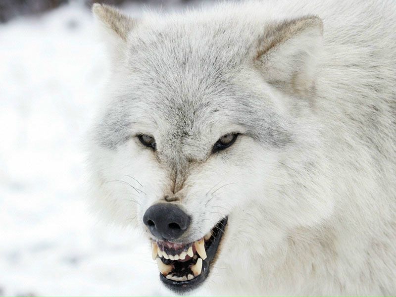 №58, Алексей Кордияк, 43 года, Санкт-Петербург №58, Алексей Кордияк, 43 года, Санкт-Петербург