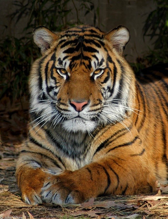 Юлия Игоревна | Одесса