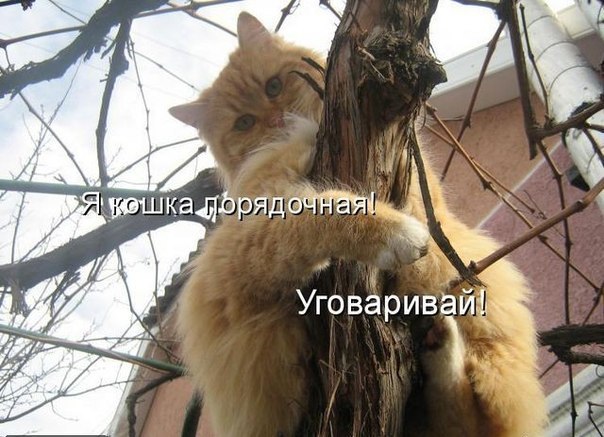 Екатерина Веселова | Санкт-Петербург