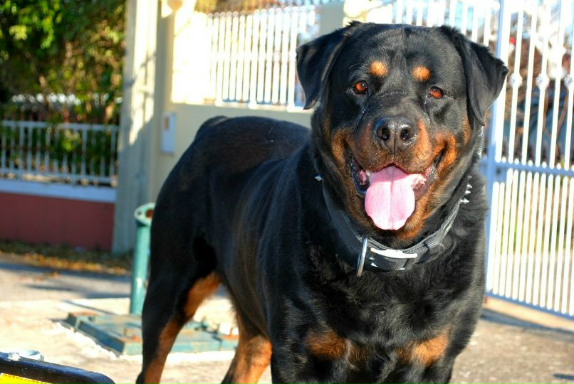 Артур Луканюк | Косов