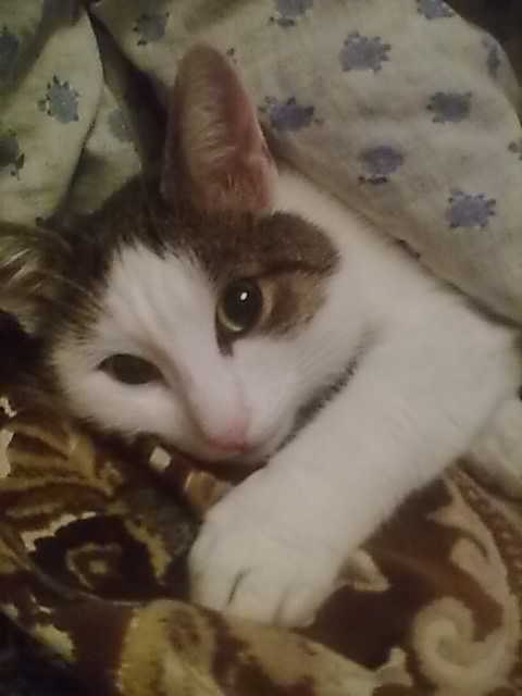 Марина Шевцова | 