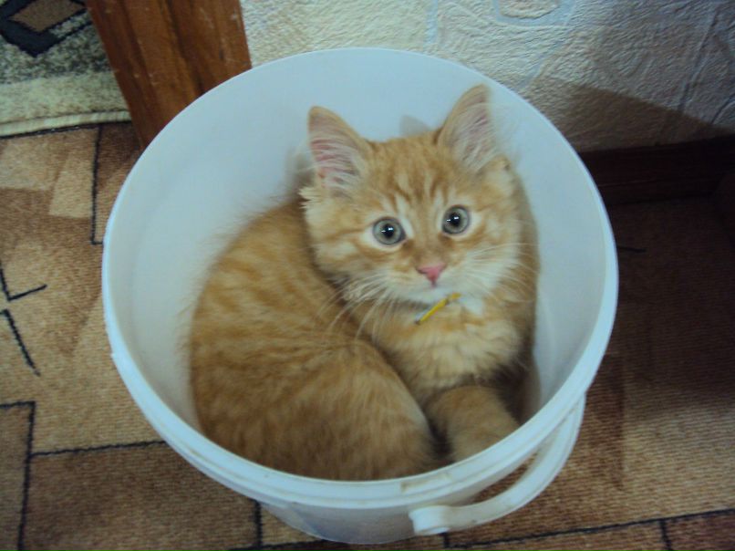 Ирина Тяканова | Малоярославец