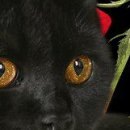 №68, Дмитрий Армейцев, Москва №68, Дмитрий Армейцев, Москва