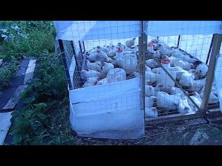 Вольер для бройлеров. Содержание на