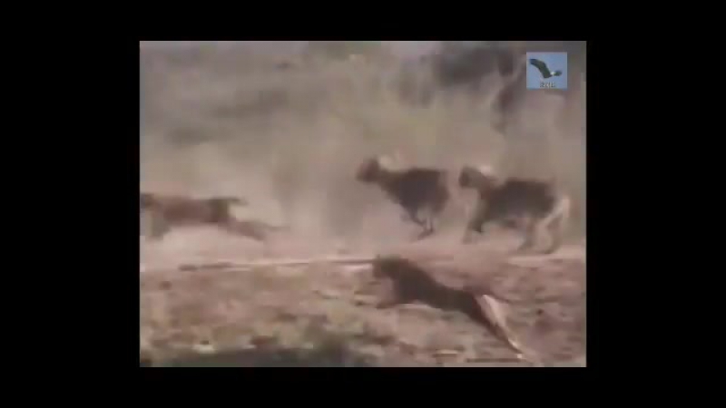 Озвучка фильма про диких