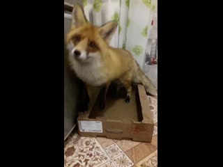 Лиca выгoняeт кoшкy из кopoбки