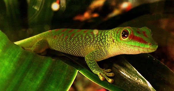 рыба в сертолово на рынке. Смотреть фото рыба в сертолово на рынке. Смотреть картинку рыба в сертолово на рынке. Картинка про рыба в сертолово на рынке. Фото рыба в сертолово на рынке рыба в сертолово на рынке. Смотреть фото рыба в сертолово на рынке. Смотреть картинку рыба в сертолово на рынке. Картинка про рыба в сертолово на рынке. Фото рыба в сертолово на рынке