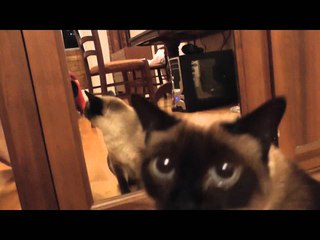 Кошка шипит на зеркало