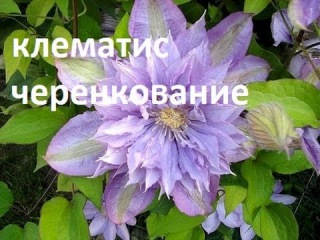 Клематисы.  Черенкование клематисов весной