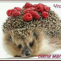 Анастасия Семенова
